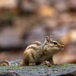 Blommaart-An-Siberische-eekhoorn-1